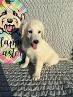 Java  , a male Goldendoodle for sale in Clarksville, TX – Photo 3 of 7