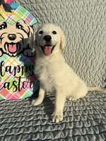 Java  , a male Goldendoodle for sale in Clarksville, TX – Photo 1 of 7