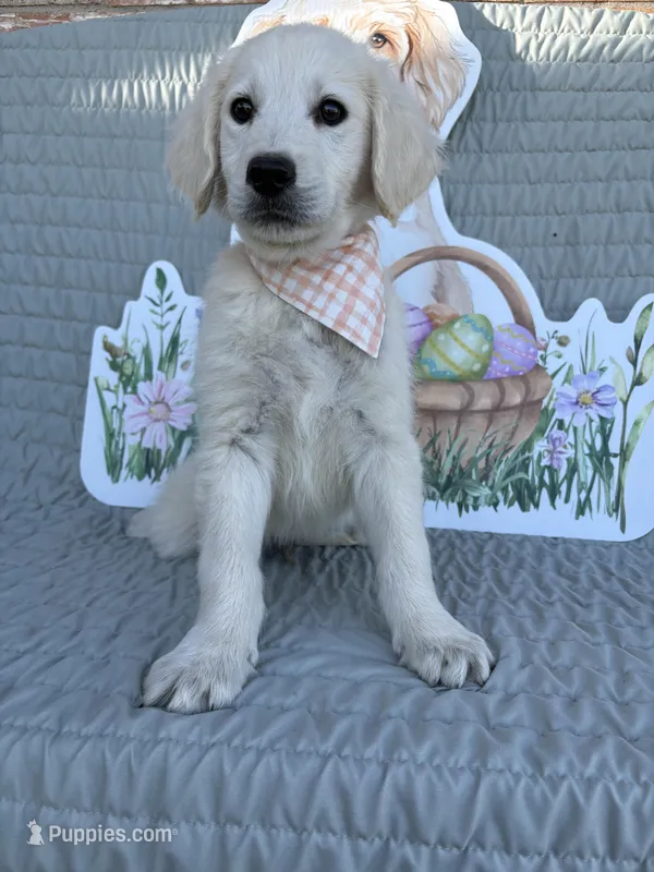Java   – Goldendoodle puppy for sale in Clarksville, TX
