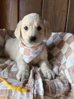 Java  (F1 English), a male Goldendoodle for sale in Clarksville, TX – Photo 1 of 2