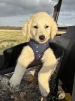Java  , a male Goldendoodle for sale in Clarksville, TX – Photo 7 of 7