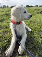 Java  , a male Goldendoodle for sale in Clarksville, TX – Photo 3 of 9