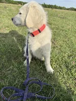 Java  , a male Goldendoodle for sale in Clarksville, TX – Photo 4 of 9