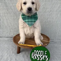 Java  , a male Goldendoodle for sale in Clarksville, TX – Photo 6 of 7