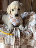 Java  (F1 English), a male Goldendoodle for sale in Clarksville, TX – Photo 2 of 2