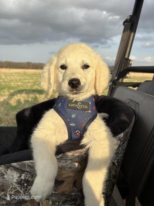 Java   – Goldendoodle puppy for sale in Clarksville, TX
