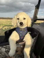 Java  , a male Goldendoodle for sale in Clarksville, TX – Photo 4 of 7