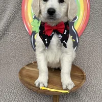 Java  , a male Goldendoodle for sale in Clarksville, TX – Photo 5 of 7