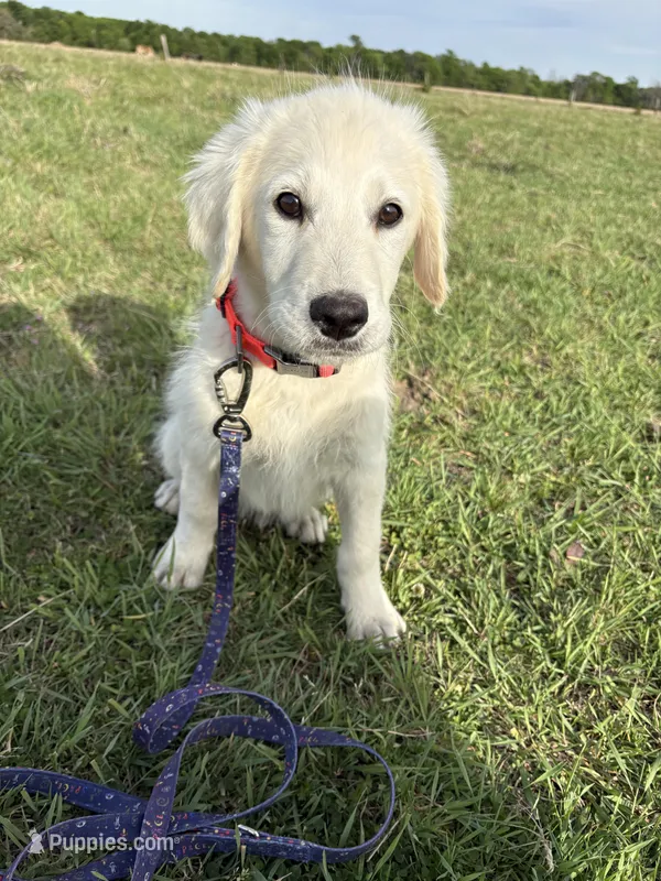 Java   – Goldendoodle puppy for sale in Clarksville, TX