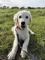 Java  , a male Goldendoodle for sale in Clarksville, TX – Photo 2 of 9