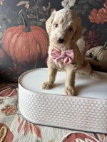 Candy Corn (F1B Meduim), a female Goldendoodle for sale in Clarksville, TX – 2 of 5