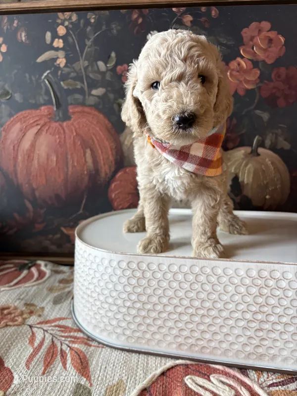 Ghost (F1B Meduim) – Goldendoodle puppy for sale in Clarksville, TX