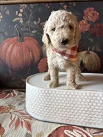 Ghost (F1B Meduim), a male Goldendoodle for sale in Clarksville, TX – 1 of 5