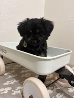Rolo  (Toy Aussiedoodle), a male Poodle - Toy  and Toy Australian Shepherd for sale in Clarksville, TX – 4 of 8
