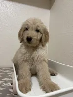 Dolly (F1B Medium), a female Goldendoodle for sale in Clarksville, TX – 2 of 3
