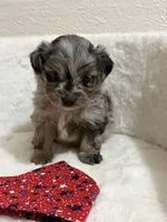 Kit Kat, a male Miniature Aussiedoodle for sale in Clarksville, TX – 4 of 4