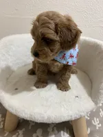Thor, a male Miniature Goldendoodle for sale in Clarksville, TX – 3 of 4