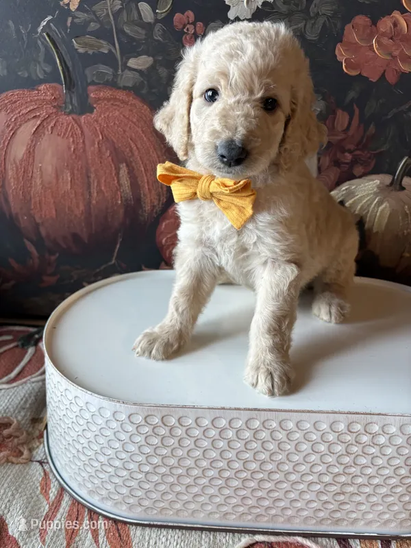 Trick (F1B Medium) – Goldendoodle puppy for sale in Clarksville, TX