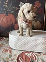 Ghost (F1B Meduim), a male Goldendoodle for sale in Clarksville, TX – 3 of 5