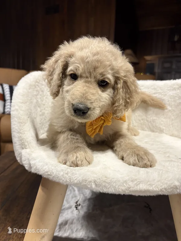 Trick (F1B Medium) – Goldendoodle puppy for sale in Clarksville, TX