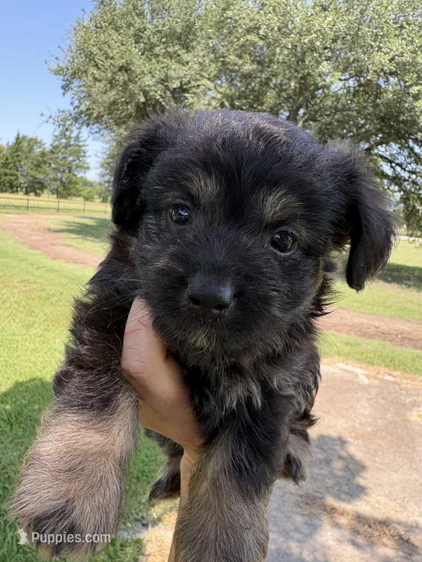 Rolo – Miniature Aussiedoodle puppy for sale in Clarksville, TX