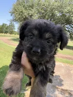 Rolo  (Toy Aussiedoodle), a male Poodle - Toy  and Toy Australian Shepherd for sale in Clarksville, TX – 5 of 8