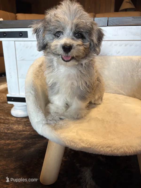 Snickers (Toy Aussiedoodle) – Poodle - Toy , Toy Australian Shepherd puppy for sale in Clarksville, TX