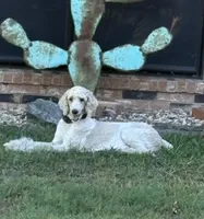 Candy Corn (F1B Meduim), a female Goldendoodle for sale in Clarksville, TX – 4 of 5