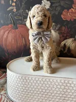 Treat (F1B Meduim), a female Goldendoodle for sale in Clarksville, TX – 2 of 5