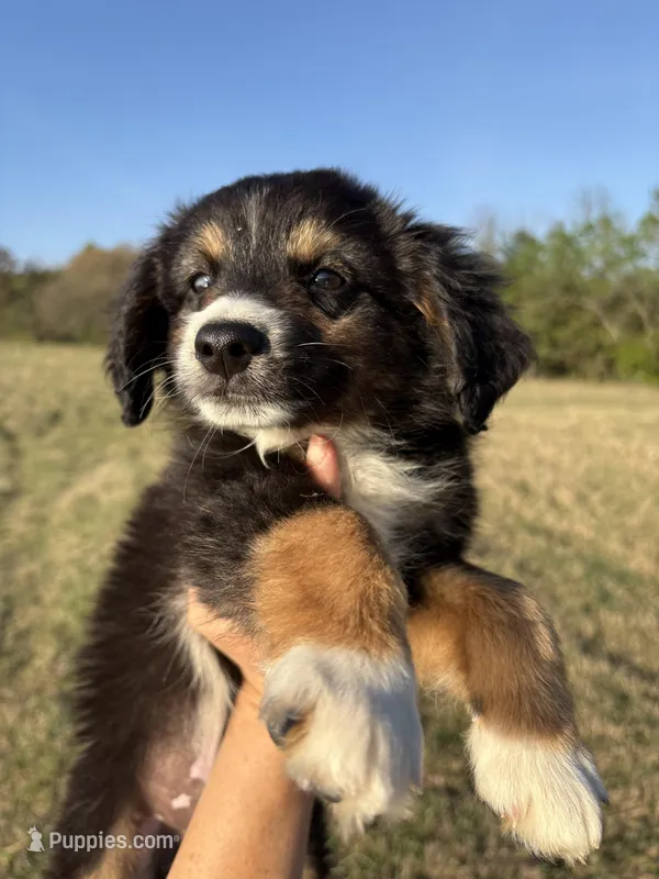 Blu – Toy Australian Shepherd puppy for sale in Clarksville, TX