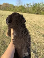 Blu, a male Toy Australian Shepherd for sale in Clarksville, TX – Photo 2 of 2