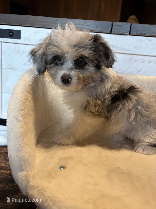 Crunch (Toy Aussiedoodle) – Poodle - Toy , Toy Australian Shepherd puppy for sale in Clarksville, TX
