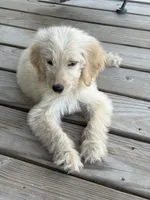 Dolly P (F1B Medium), a female Goldendoodle for sale in Clarksville, TX – 2 of 6