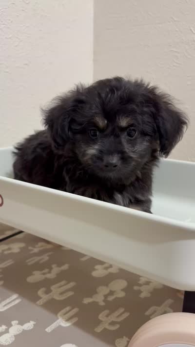 Rolo  (Toy Aussiedoodle), a male Poodle - Toy  and Toy Australian Shepherd for sale in Clarksville, TX – 3 of 8