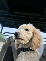 Maximus  F1B Medium , a male Goldendoodle for sale in Clarksville, TX – Photo 4 of 6