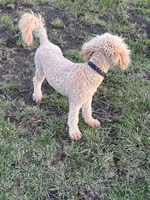 Maximus  F1B Medium , a male Goldendoodle for sale in Clarksville, TX – Photo 3 of 6