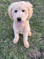 Maximus  F1B Medium , a male Goldendoodle for sale in Clarksville, TX – Photo 1 of 6