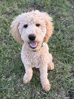 Maximus  F1B Medium , a male Goldendoodle for sale in Clarksville, TX – Photo 2 of 6