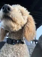 Maximus  F1B Medium , a male Goldendoodle for sale in Clarksville, TX – Photo 5 of 6