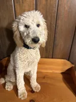 Maximus  F1B Medium , a male Goldendoodle for sale in Clarksville, TX – Photo 6 of 6