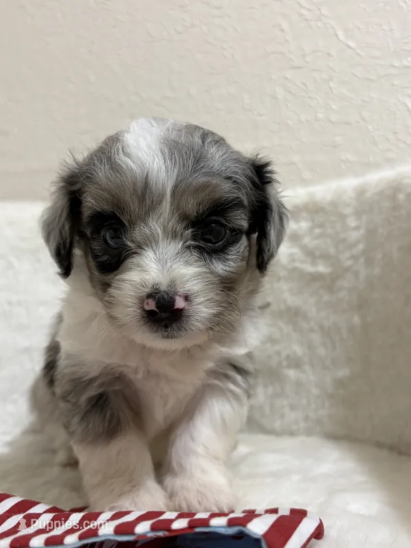 Crunch – Miniature Aussiedoodle puppy for sale in Clarksville, TX