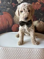 Hocus Pocus (F1B Medium), a female Goldendoodle for sale in Clarksville, TX – 1 of 4