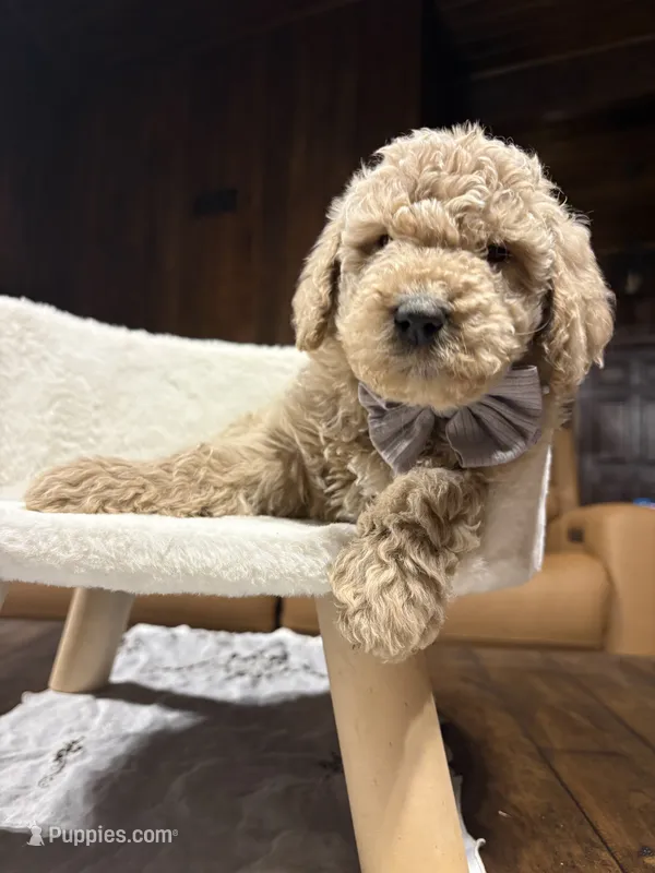 Treat (F1B Meduim) – Goldendoodle puppy for sale in Clarksville, TX