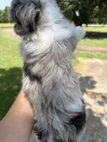 Crunch (Toy Aussiedoodle), a male Poodle - Toy  and Toy Australian Shepherd for sale in Clarksville, TX – 7 of 10