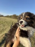 Banjo, a male Toy Australian Shepherd for sale in Clarksville, TX – Photo 2 of 3