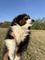 Banjo, a male Toy Australian Shepherd for sale in Clarksville, TX – Photo 1 of 3