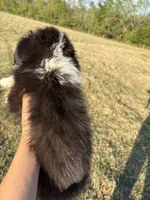 Banjo, a male Toy Australian Shepherd for sale in Clarksville, TX – Photo 3 of 3