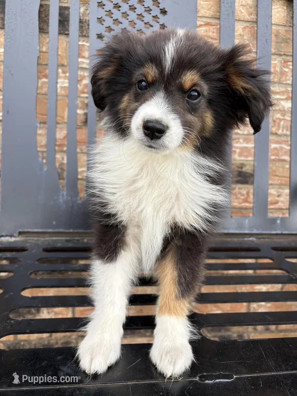 Banjo – Toy Australian Shepherd puppy for sale in Clarksville, TX