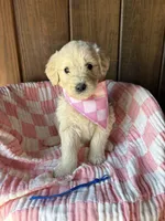 Latte , a female Goldendoodle for sale in Clarksville, TX – Photo 1 of 3