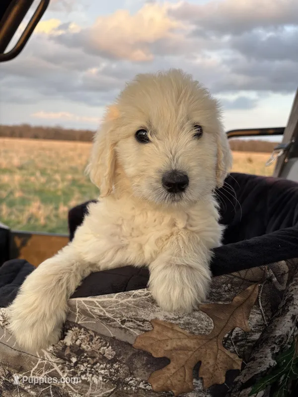 Latte  – Goldendoodle puppy for sale in Clarksville, TX